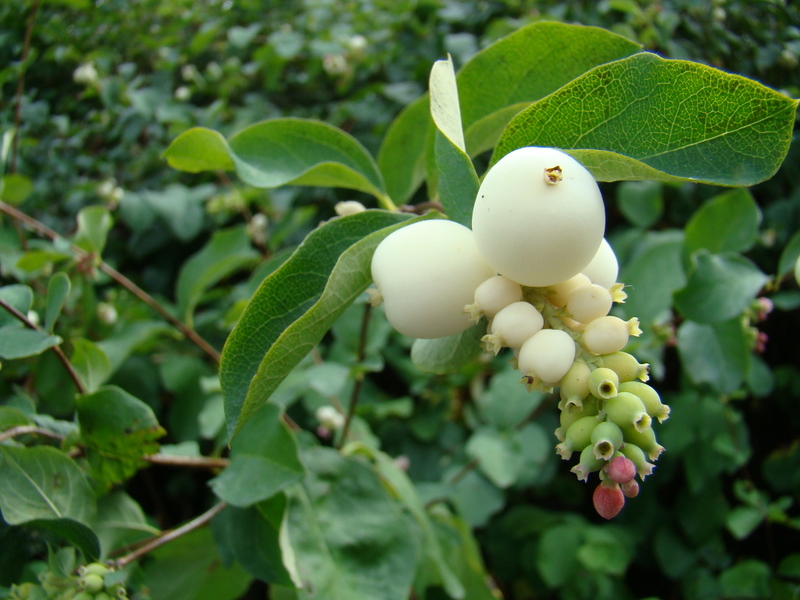 Grappe de fleurs blanches