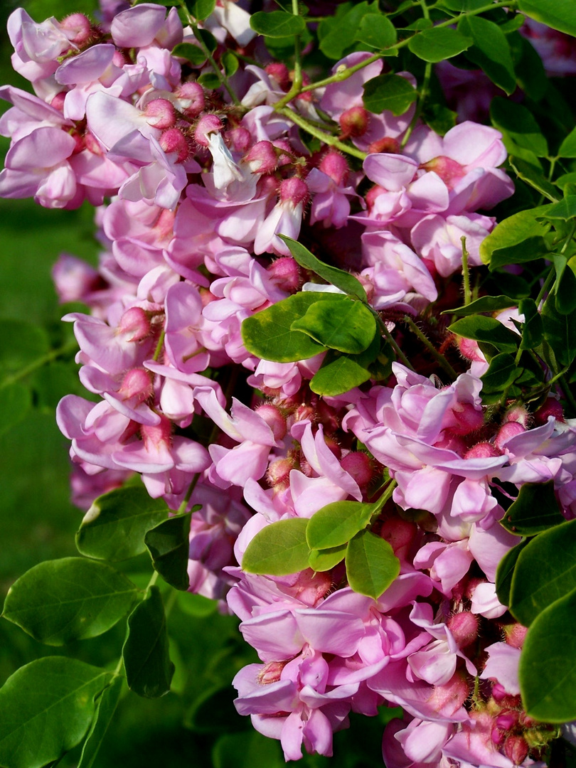 Grappe de fleurs d'acacia rose