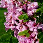 Grappe de fleurs d'acacia rose