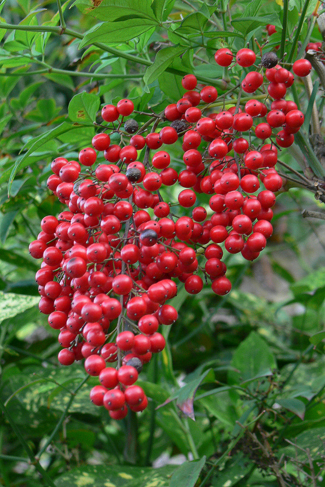 grappe de perles ardentes