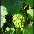 Grappe de raisin au debut de l'été.....