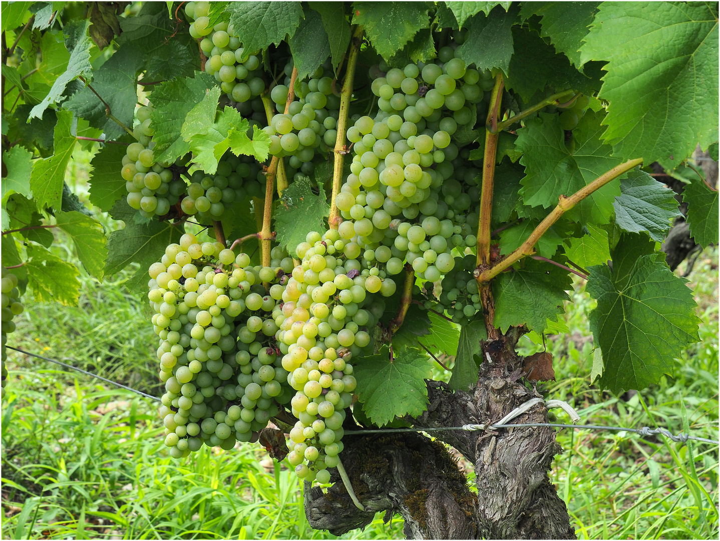 Grappes de Sémillon en mûrissement...