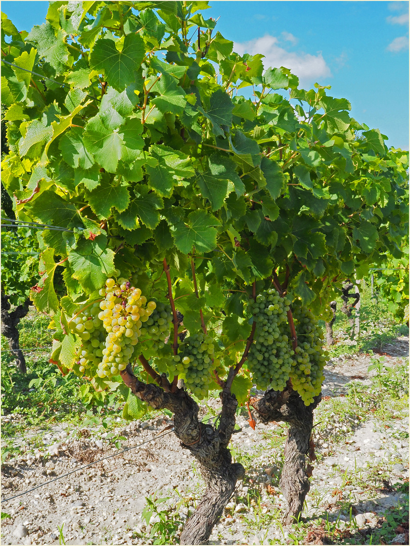 Grappes de  Sémillon presque mûres