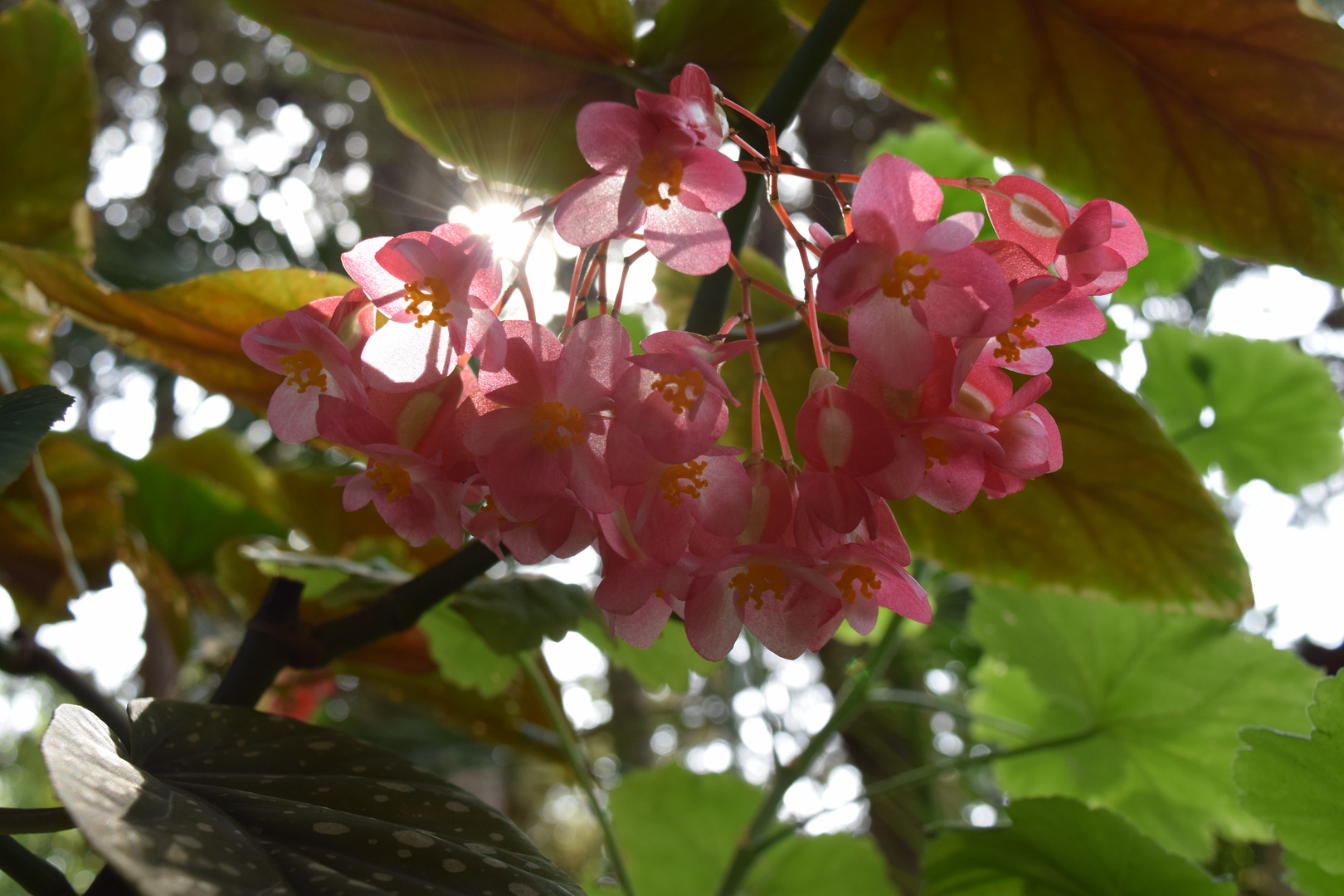 Grappolo di fiori