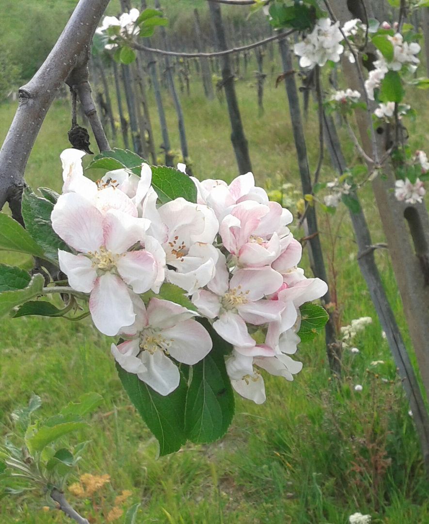 grappolo di fiori...