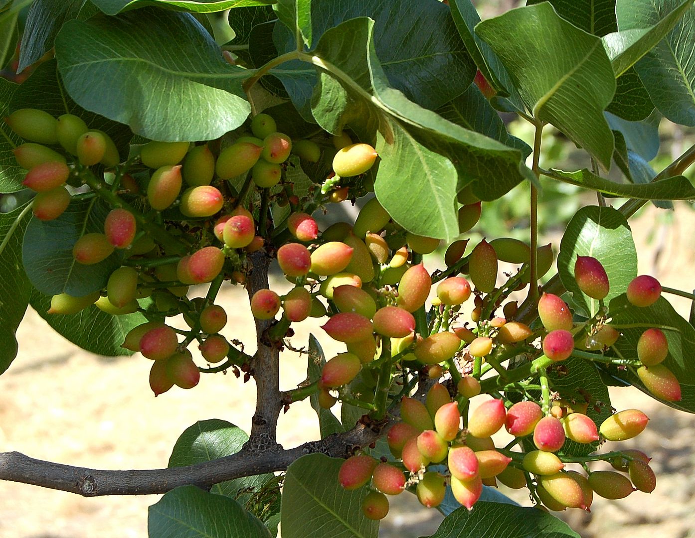 grappolo di pistacchi