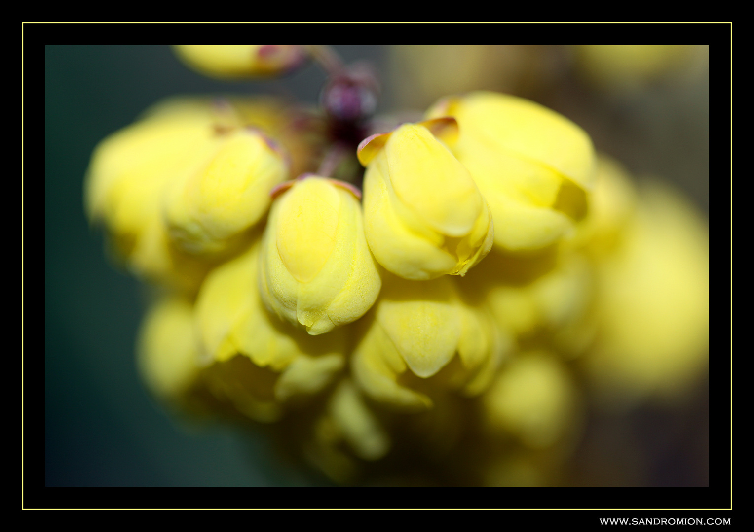 ... grappolo di primavera ...