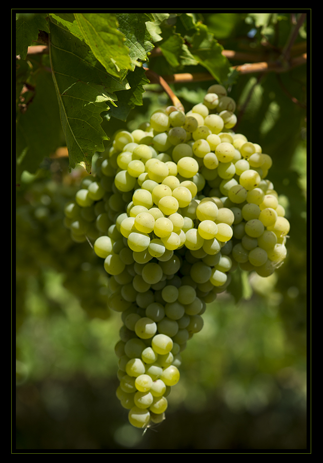 Grappolo d'uva Foto Immagini piante, fiori e funghi, fiori e frutti