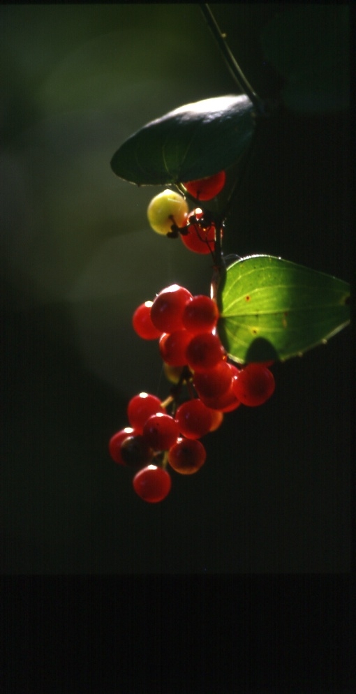 Grappolo rosso..