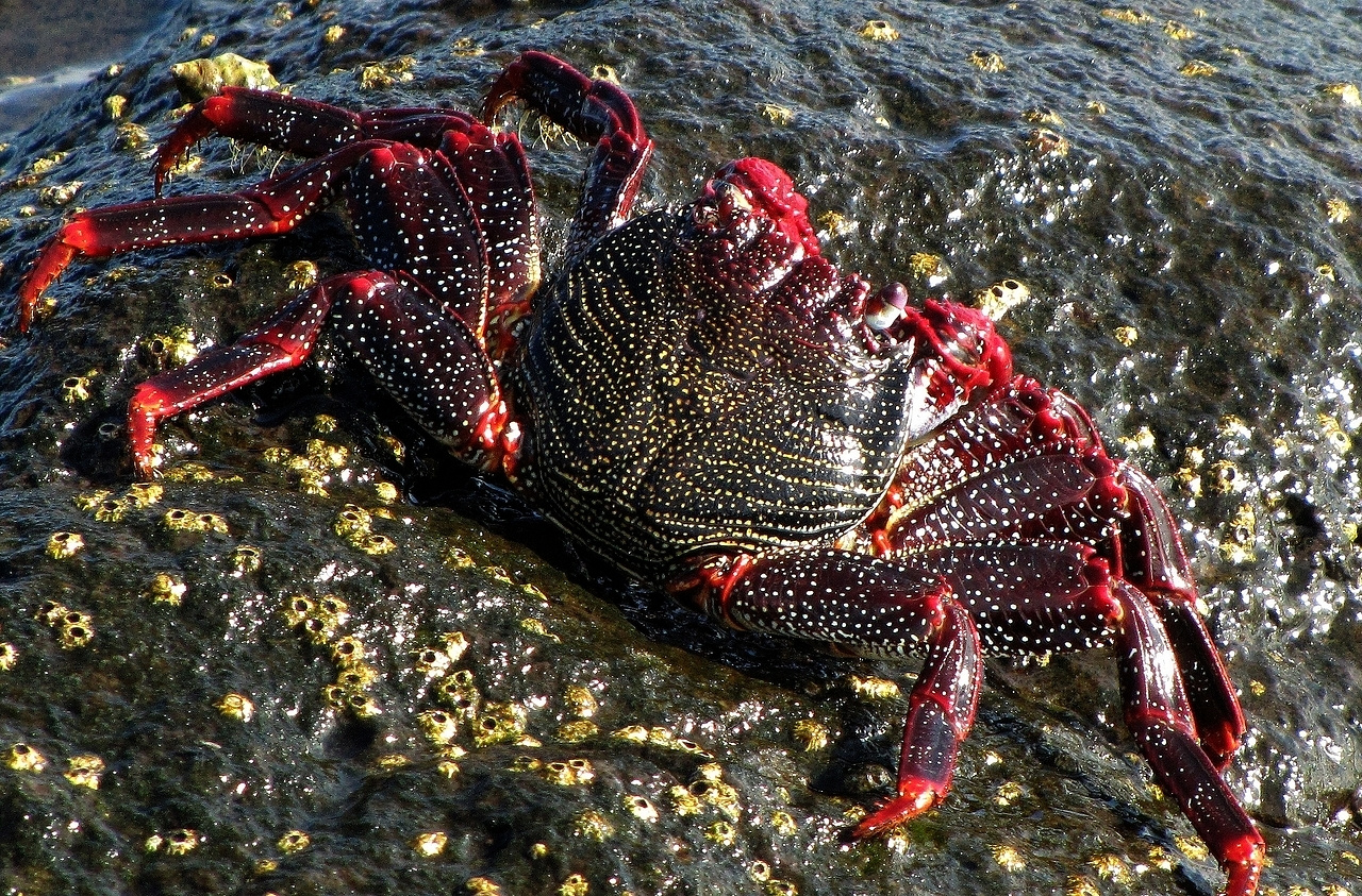 Grapsus adscensionis (Klippenkabbe) III