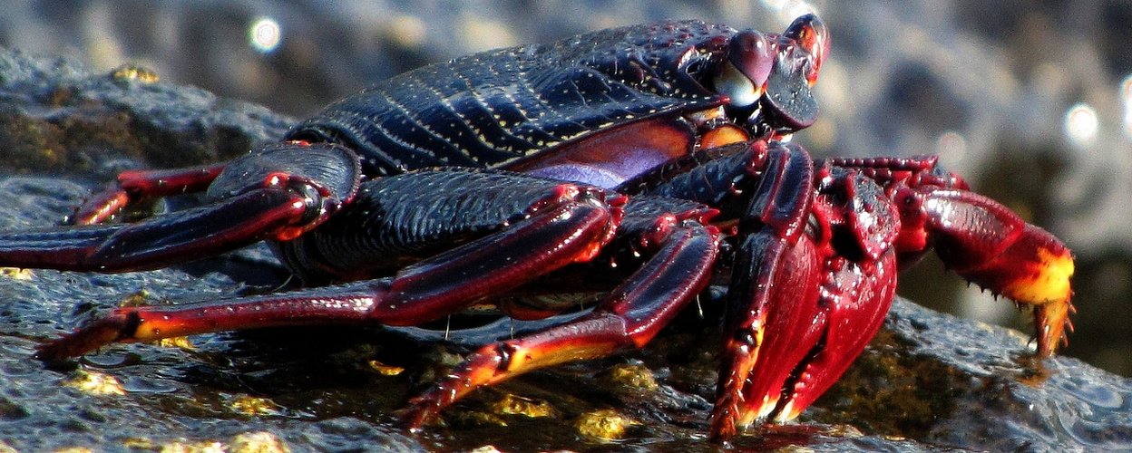 Grapsus adscensionis (Klippenkabbe) IIII