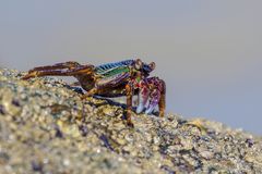 Grapsus albolineatus