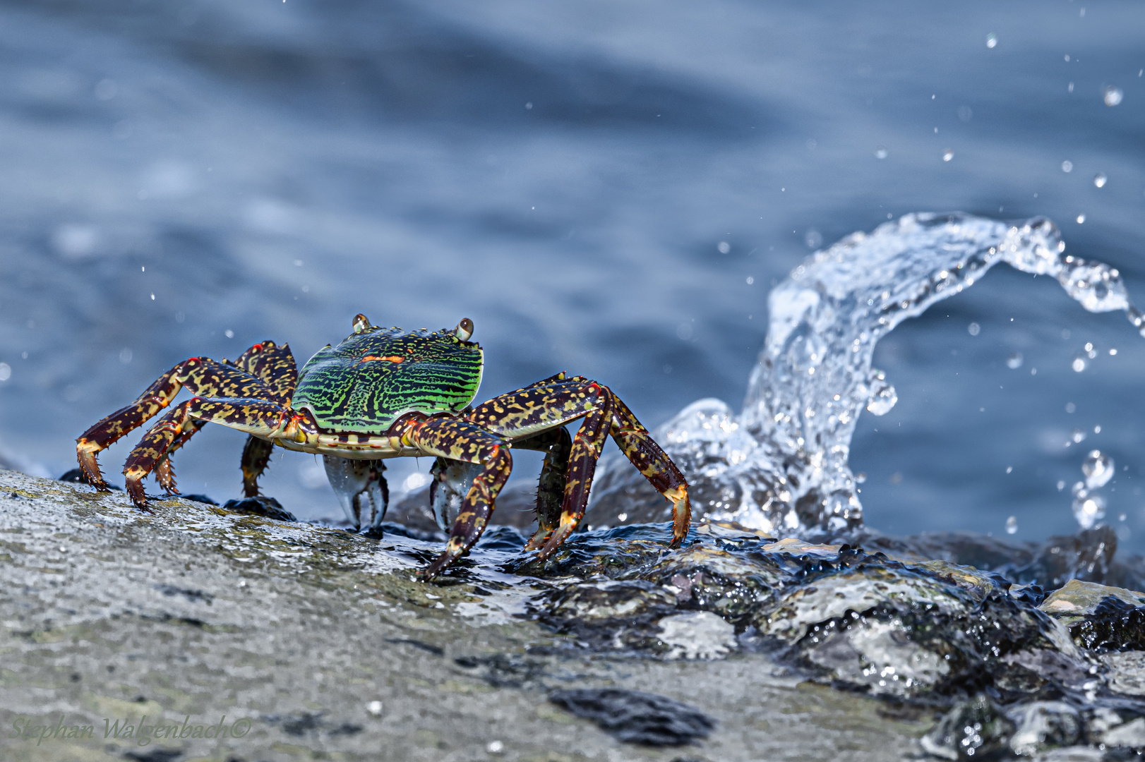 Grapsus albolineatus schaut einer Fontäne zu...