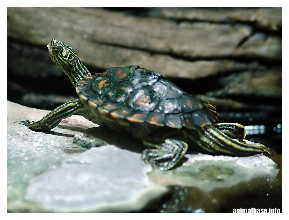 Graptemys flavimaculata - Zwerg-Höckerschildkröte