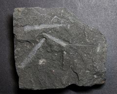 Graptolith aus dem Ordovizium - Diplograptus sp.