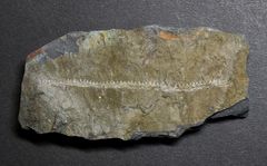 Graptolith aus dem Silur - Monograptus sp.