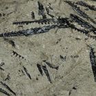 Graptolith aus dem Silur - Monograptus sp.