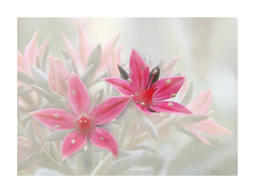 Graptopetalum bellum