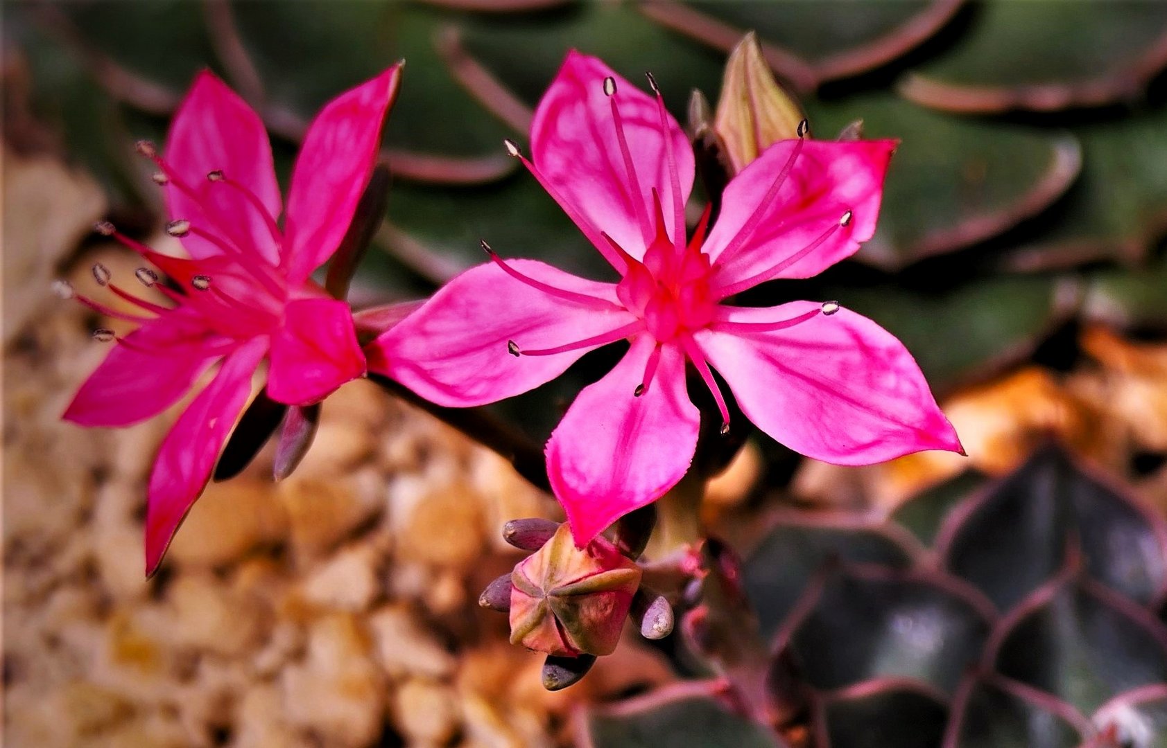 Graptopetalum bellum