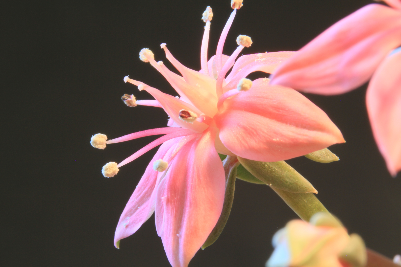 Graptopetalum bellum Blüte 2