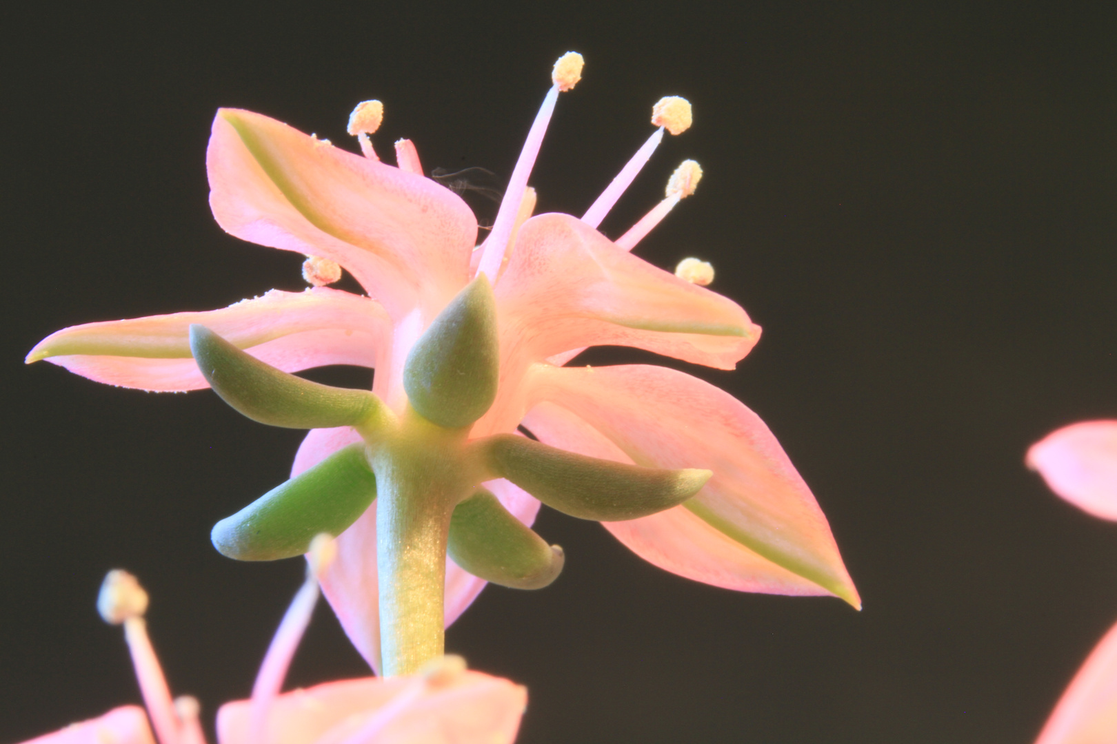 Graptopetalum bellum Blüte