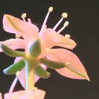 Graptopetalum bellum Blüte