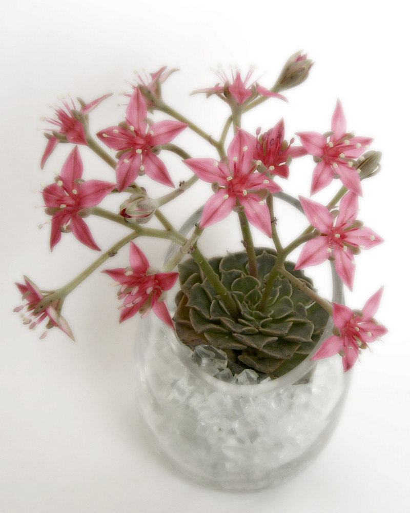 Graptopetalum bellum