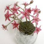 Graptopetalum bellum