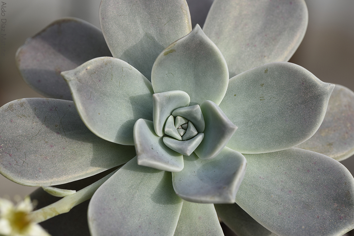 Graptopetalum paraguayense