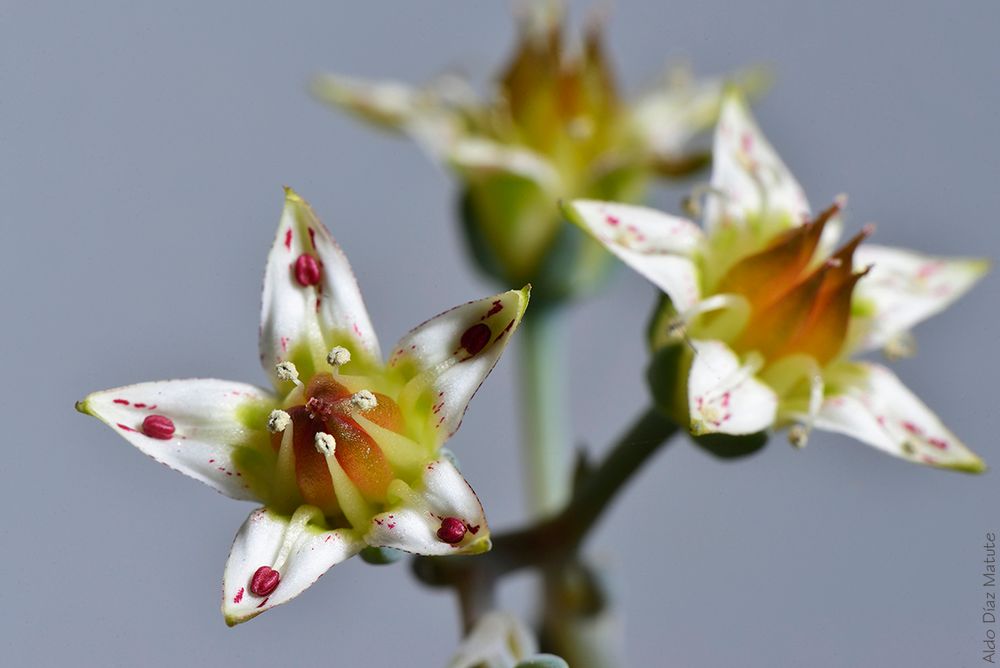 Graptopetalum paraguayense