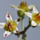 Graptopetalum paraguayense