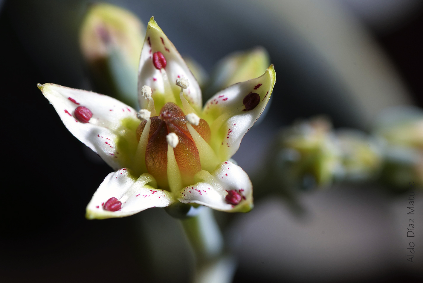 Graptopetalum paraguayense