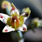 Graptopetalum paraguayense