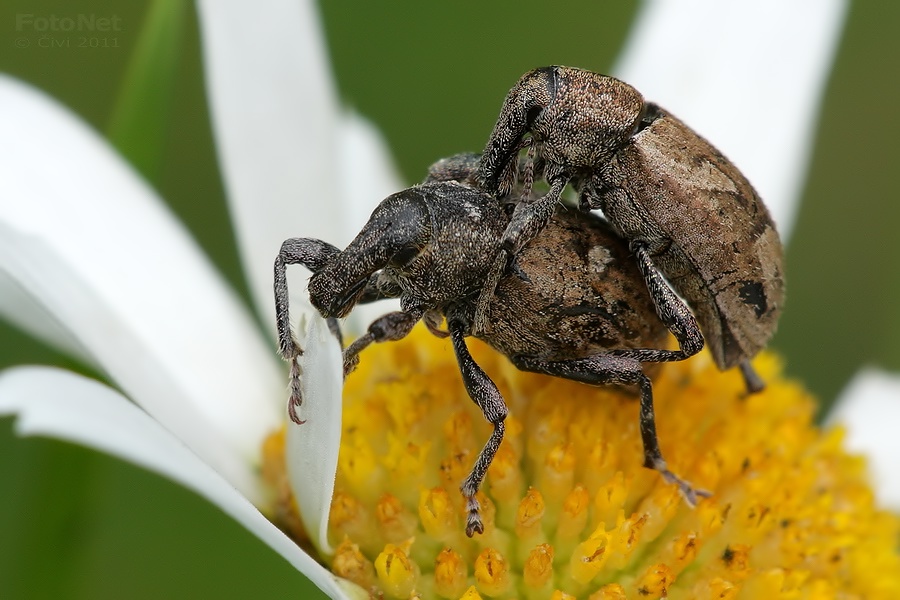 Graptus cf. triguttatus - tvrdon