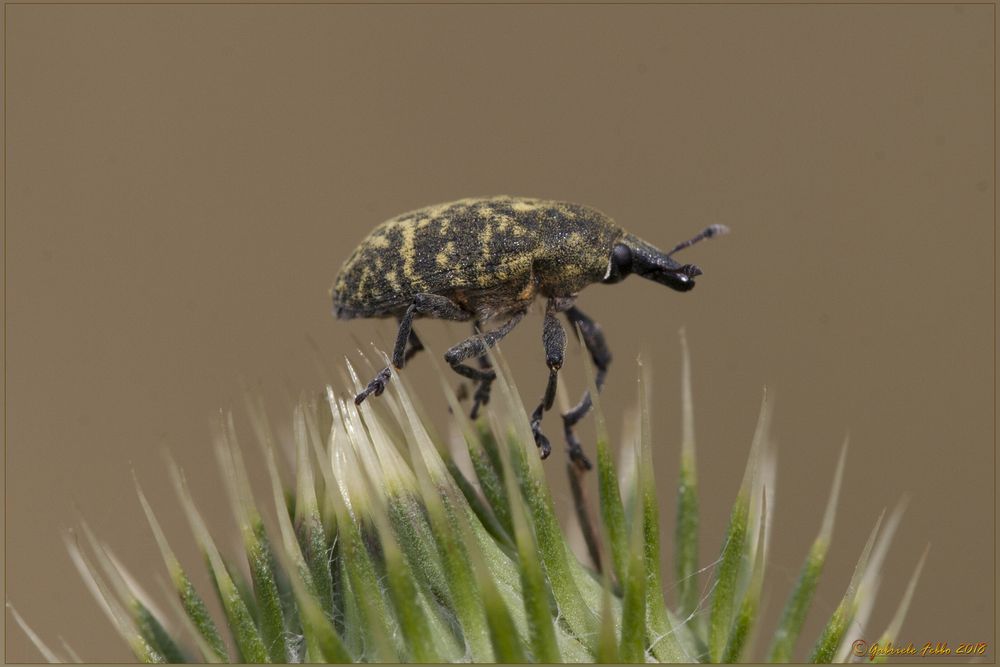 Graptus triguttatus  (Fabricius, 1775) TRIFOGLIO COMUNE