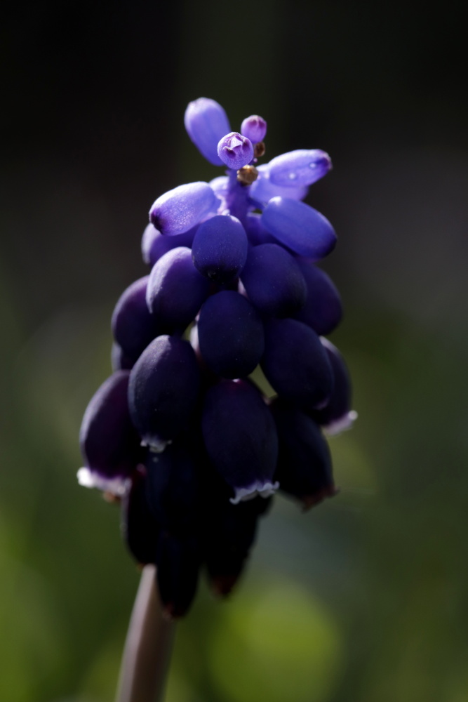 Grapy hyacinth (Muscari)