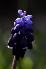 Grapy hyacinth (Muscari)