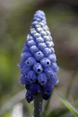 Grapy hyacinth (Muscari)