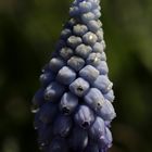 Grapy hyacinth (Muscari)