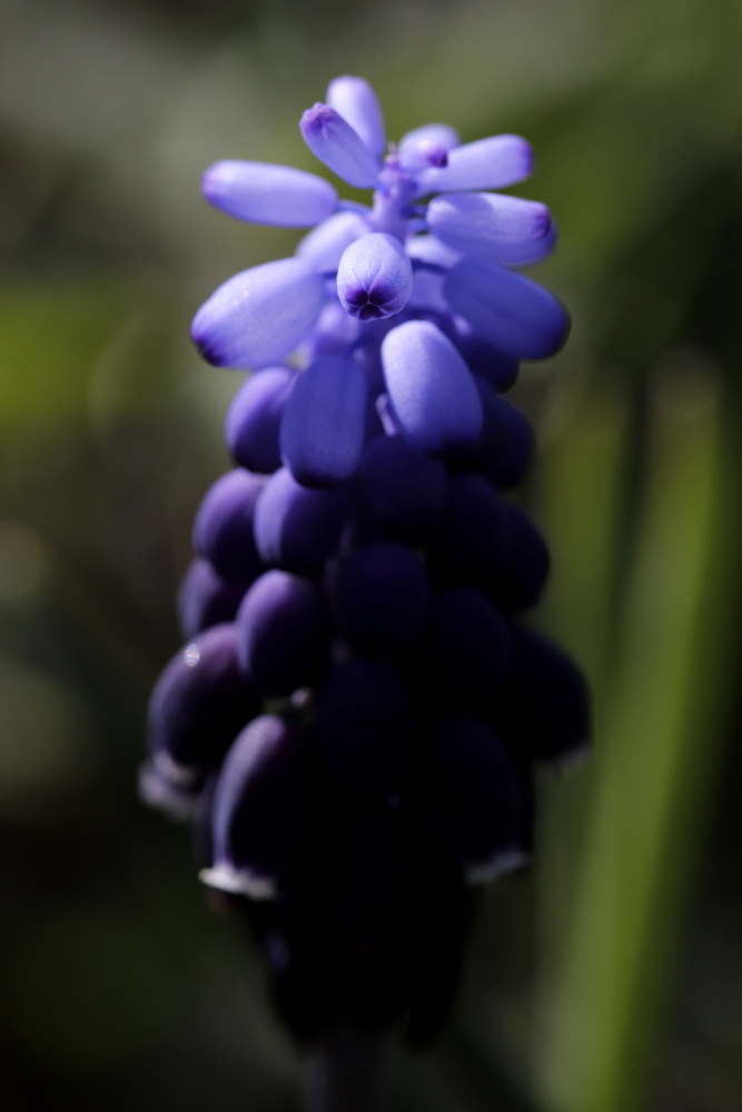 Grapy hyacinth (Muscari)