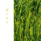 Gras