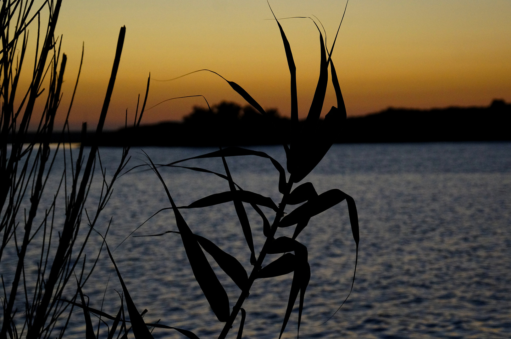 Gras am Abend