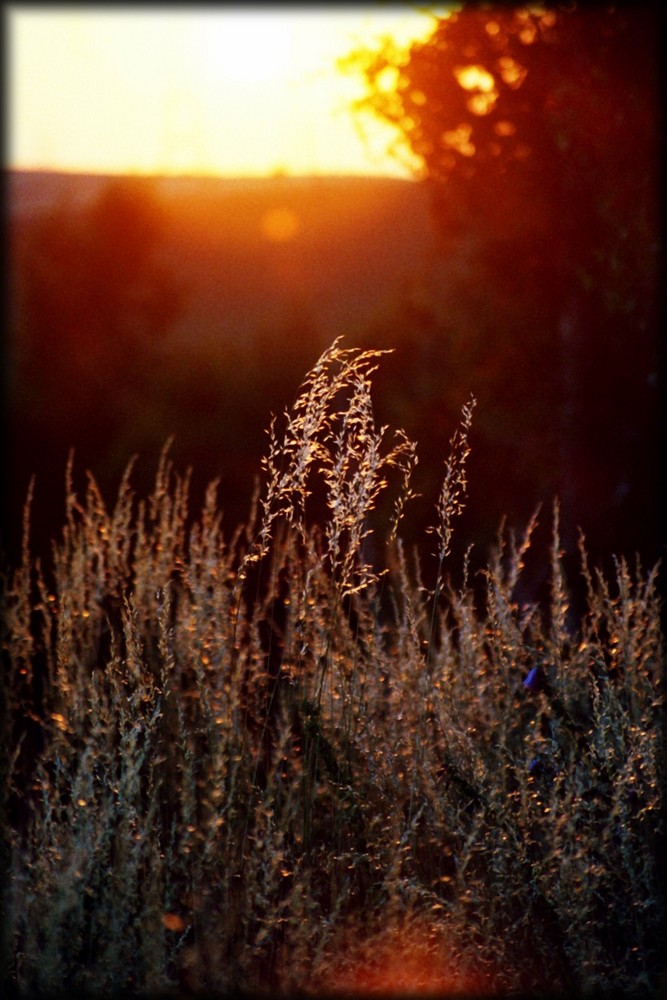 Gras am Abend !