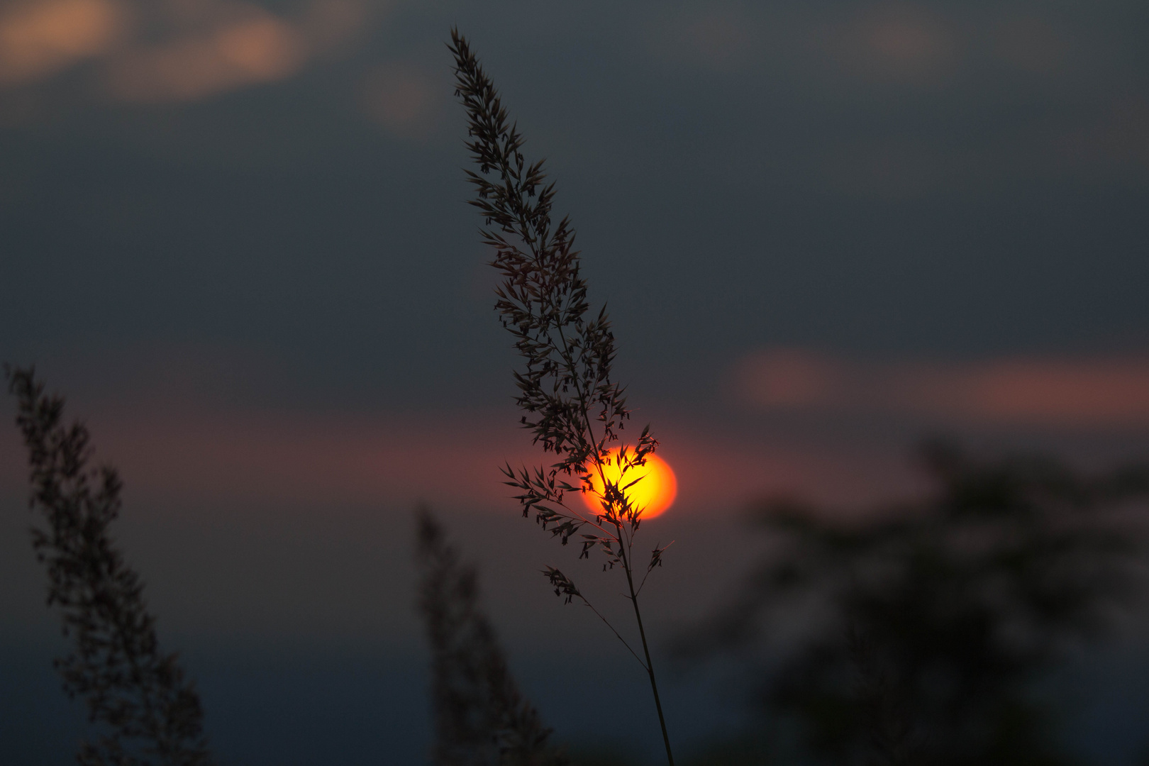 Gras am Abend 