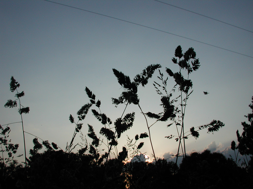 Gras am Abend - ist gar nicht grün