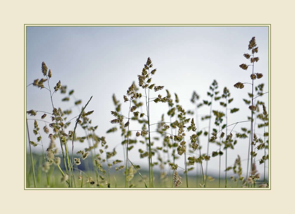 Gras am Feldrand