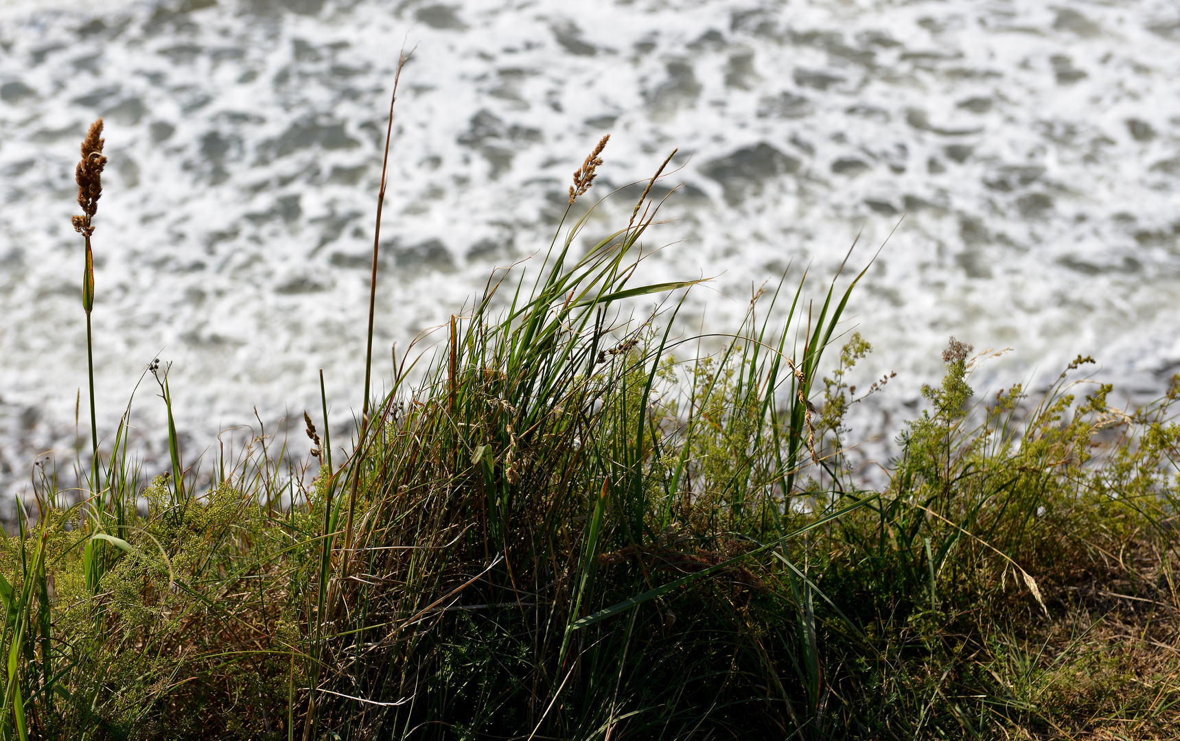 Gras am Meer