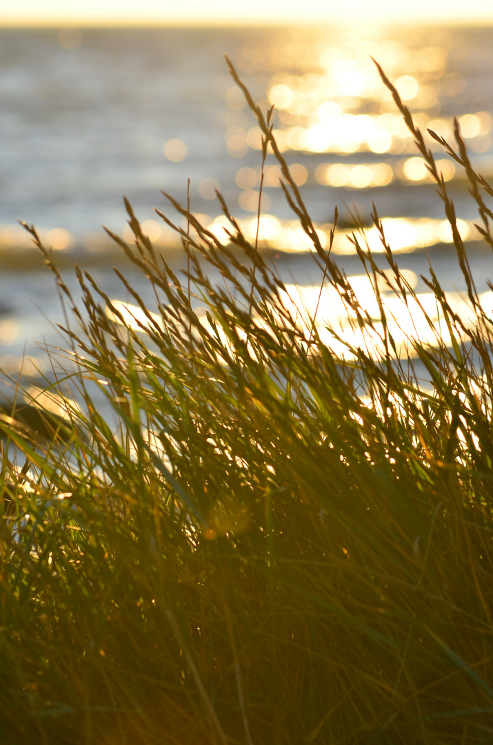 Gras am Meer