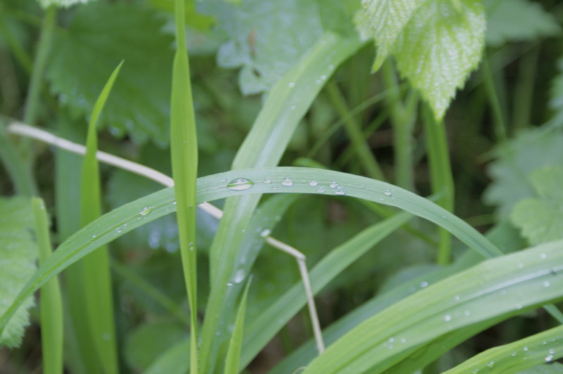 Gras am Morgen