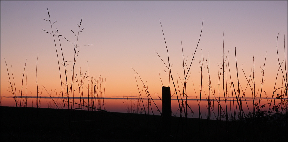 Gras am roten Meer